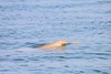 La Plata dolphin (Pontoporia blainvillei)