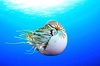 Pearly nautilus (Nautilus pompilius)