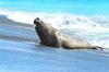 Southern elephant seal (Mirounga leonina)