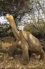 Galápagos giant tortoise (Chelonoidis niger)