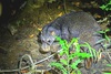 Otter civet (Cynogale bennettii)