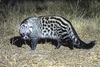 African civet (Civettictis civetta)