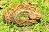 Southern fer-de-lance (Bothrops atrox)