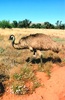 Emu