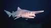 Goblin shark (Mitsukurina owstoni)