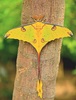 Madagascan moon moth (Argema mittrei)