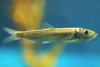 Pacific herring (Clupea pallasii)
