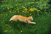 Cat (Felis silvestris catus)
