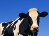 Cattle (Bos taurus)