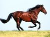 Horse (Equus ferus caballus)