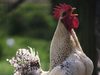Chicken (Gallus gallus domesticus)