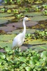 Intermediate egret (Ardea intermedia)