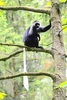 King colobus monkey (Colobus polykomos)