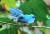 African blue flycatcher (Elminia longicauda)