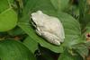 회색 청개구리 Hyla arborea japonica (Far Eastern tree frog)