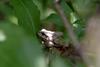 회색 청개구리 Hyla arborea japonica (Far Eastern tree frog)