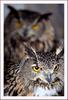 Twin | 수리부엉이 Bubo bubo (Eurasian Eagle Owl)