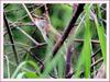울음소리가 아름다운 개개비 | 개개비 Acrocephalus orientalis (Oriental Great Reed-Warbler)