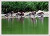 쉬고 있는 원앙 / 철원 남대천 | 원앙(鴛鴦) Aix galericulata (Mandarin Duck)