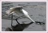 결정적 순간 | 중대백로 Egretta alba modesta (Large Egret)