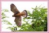 황조롱이의 비행 | 황조롱이 Falco tinnunculus (Common Kestrel)