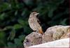 먹이를 기다리는 어린 딱새 | 딱새 Phoenicurus auroreus (Daurian Redstart)