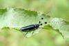 남색초원하늘소 Agapanthia pilicornis (Agapanthia Long-horned Beetle)