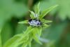 북쪽비단노린재 Eurydema gebleri (Northern Silk Stink Bug)