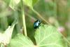 중국청람색잎벌레 Chrysochus chinensis (Chinese Chrysochus Leaf Beetle)