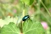 중국청람색잎벌레 Chrysochus chinensis (Chinese Chrysochus Leaf Beetle)