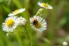 칠성무당벌레 Coccinella septempunctata (Seven-spotted Ladybug)