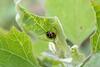 짝짓기하는 꼬마남생이무당벌레 Propylea japonica (Turtle Vein Ladybug)