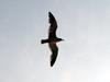 괭이갈매기 Larus crassirostris (Black-tailed Gull)