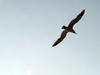 괭이갈매기 Larus crassirostris (Black-tailed Gull)