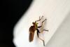 왕파리매 Cophinopoda chinensis (Chinese King Robber Fly)