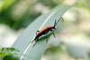 붉은산꽃하늘소 Corymbia rubra (Red Longhorn Beetle)