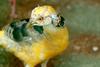 황금계(黃金鷄) Chrysolophus pictus (Yellow Golden Pheasant)