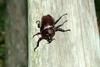장수풍뎅이 수컷 Allomyrina dichotoma (Korean Horned Beetle)