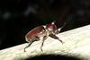 장수풍뎅이 수컷 Allomyrina dichotoma (Korean Horned Beetle)
