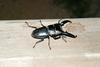 넓적사슴벌레 Serrognathus platymelus (Korean Long-fanged Stag Beetle)