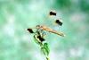 산좀잠자리 Sympetrum pedemontanum pedemontanum (Eurasian Band-winged Dragonfly)