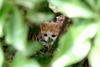 새끼고양이 Felis silvestris catus (Kitten)