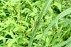 이름모를 잠자리 --> 밀잠자리(암컷) Orthetrum albistylum speciosum (Skimmer)