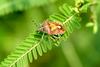 알락수염노린재 Dolycoris baccarum (Sloe Shieldbug)