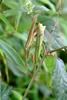 사마귀(짝짓기) Tenodera angustipennis (Narrow-winged Praying Mantis)