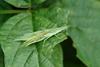 섬서구메뚜기 Atractomorpha lata (Smaller long-headed grasshopper)