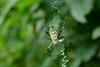 긴호랑거미 Argiope bruennichii (Wasp Spider)