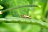 톱다리개미허리노린재 Riptortus clavatus (Bean Bug)