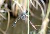 종류를 모르는 잠자리 한마리 --> 갈구리측범잠자리(노란측범잠자리)Onychogomphus ringens (Dragonfly)