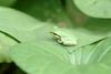 청개구리 Hyla arborea japonica (Far Eastern Treefrog)